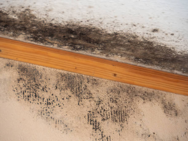 Best Mold Damage Restoration  in Eielson Af, AK