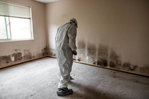 Best Mold Remediation for Rental Properties  in Eielson Af, AK